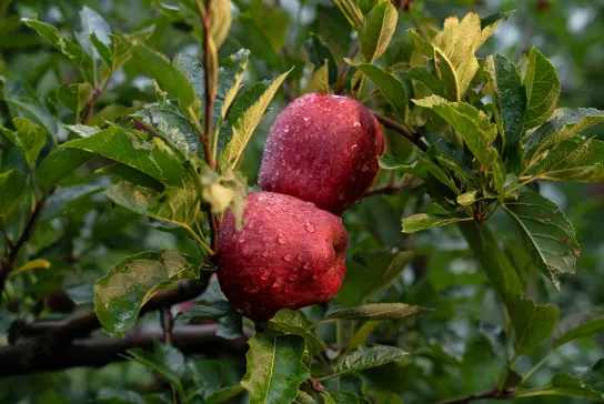 red kinnaur apples