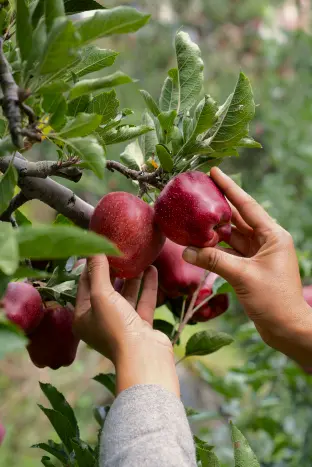 red royal kinnaur apples