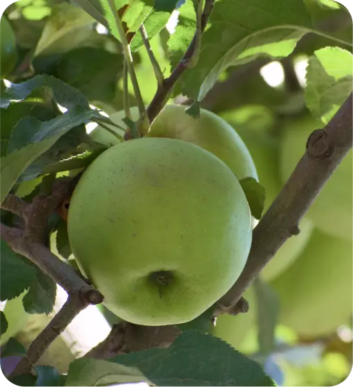 golden delicious apples from himachal pradesh