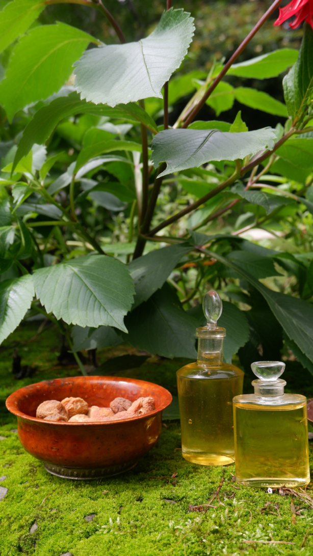  wild apricot seed oil